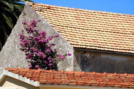 Traditional Mediterranean house and garden in Vela Luka, on island Korcula, Croatia.の写真素材