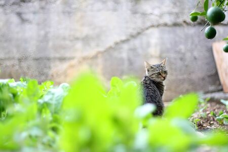 Brown tabby kitten sitting in a garden. Selective focus.の写真素材