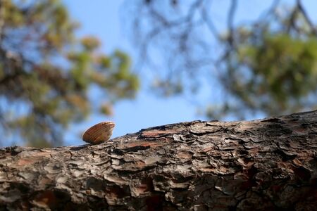 Seashell and pine tree on a beach. Selective focus.