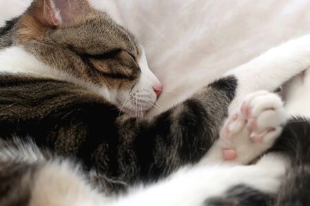 Cute tabby cat sleeping on a pillow. Selective focus.