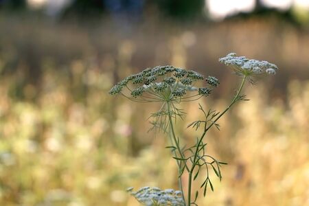 Wildflowers in a meadow, illuminated by warm sunset light. Selective focus.