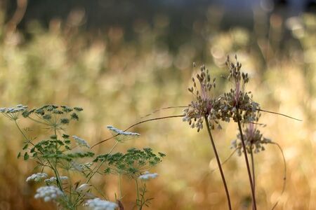 Wildflowers in a meadow, illuminated by warm sunset light. Selective focus.