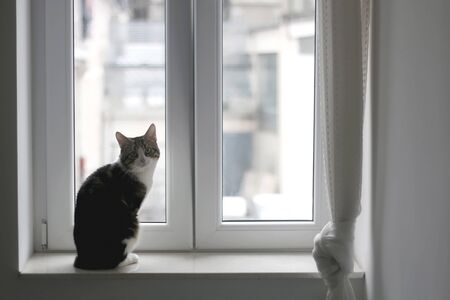 Cute tabby cat sitting on a window sill. Selective focus.