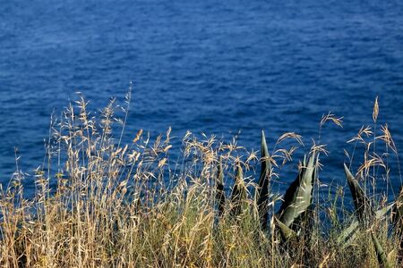 Uncultivated plants growing by the sea. Selective focus.の写真素材