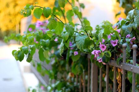 Purple flowers in a garden, illuminated by warm sunset light. Selective focus.の写真素材