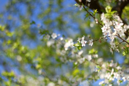 Dainty white blossoms on a tree. Selective focus.の写真素材