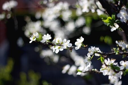 Dainty white blossoms on a tree. Selective focus.の写真素材