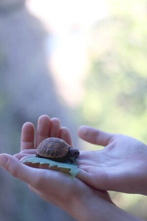 Unrecognizable person holding a tiny baby tortoise. Selective focus.