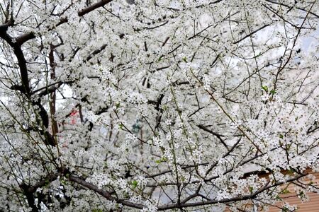 Dainty white blossoms on a tree. Selective focus.の写真素材