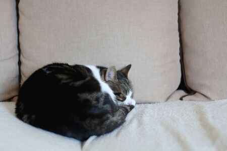 Cute tabby cat sleeping on a sofa. Selective focus.の写真素材