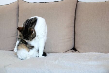 Cute tabby cat sitting on a couch and grooming itself. Selective focus.