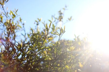 Lemon tree in a garden, illuminated by sunlight. Selective focus.の写真素材