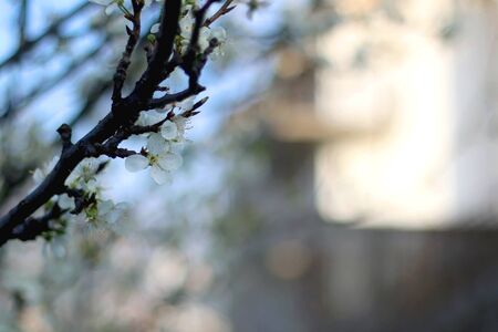 Dainty white blossoms on a tree. Selective focus.の写真素材