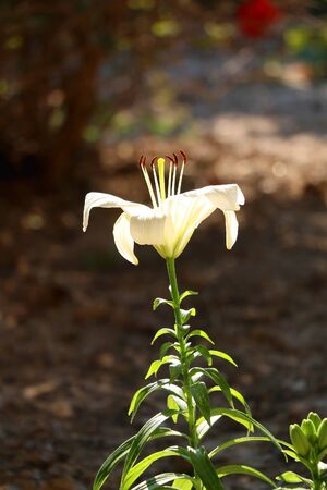 White lily flower growing in a garden. Selective focus.の写真素材