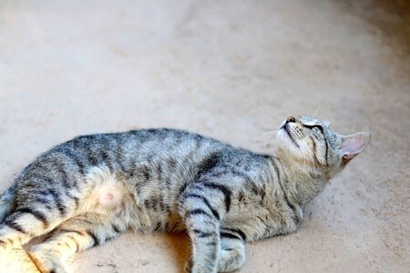 Brown tabby cat sitting in a yard. Selective focus.の写真素材
