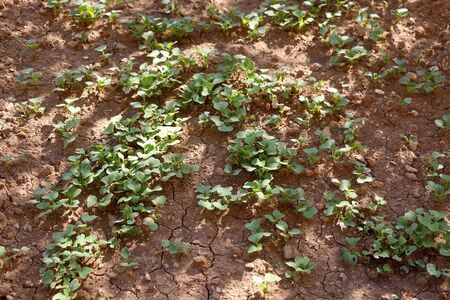 Vegetable seedlings in a garden. Selective focus.