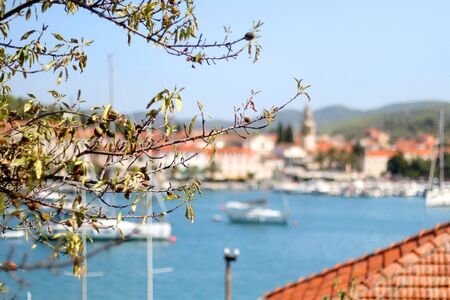 Tree in a Mediterranean garden in small town Vela Luka, on island Korcula, Croatia. Defocused townscape in the background.の写真素材