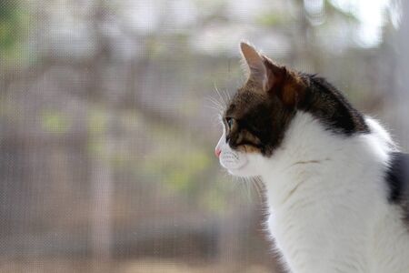 Tabby cat sitting on a window and looking outside. Selective focus.