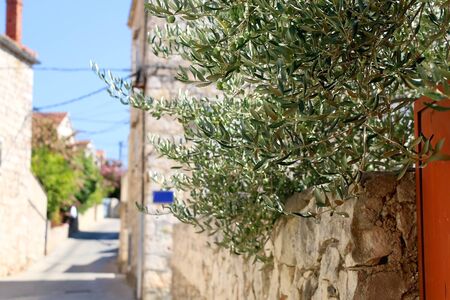 Traditional Mediterranean architecture and garden in small town Sutivan, on island Brac, Croatia.の写真素材