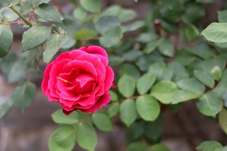 Vibrant pink rose in the garden. Selective focus.の写真素材