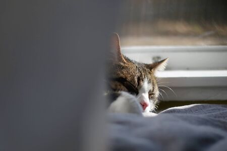 Tabby cat sleeping by the window. Selective focus.の写真素材