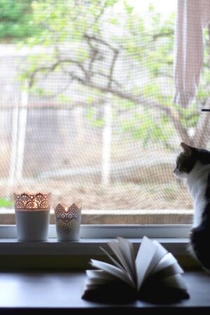 Open book, candle holders with lit candles and tabby cat at home. Selective focus.の写真素材