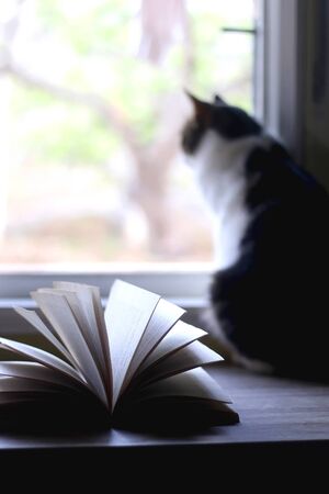 Open book and tabby cat at home. Selective focus.の写真素材