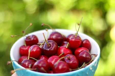 Bowl of fresh cherries, served in a garden. Selective focus.の写真素材