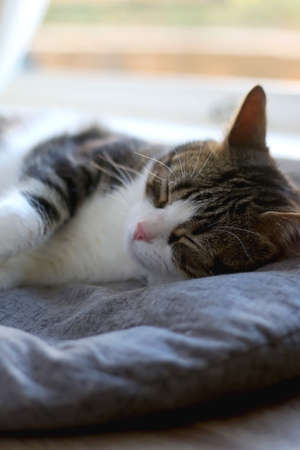 Domestic tabby cat sleeping on cat bed. Selective focus.