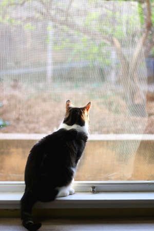 Domestic cat sitting by the window and loooking outside. Selective focus.