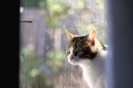 Domestic cat looking through the window. Selective focus.