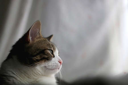 Tabby cat sleeping at home. Selective focus.の写真素材