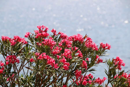 Brigth pink nerium flowers growing by the sea. Selective focus.