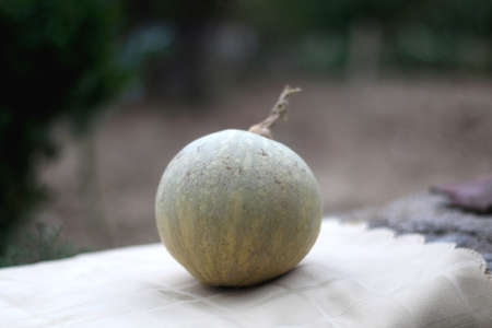 Small pumpkin picked from a garden. Selective focus.