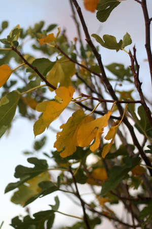 Yellow autumn leaves on a fig tree. Selective focus.