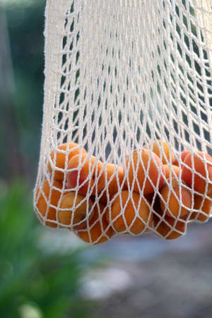 Mesh bag filled with apricots, hanging in a garden. Selective focus.