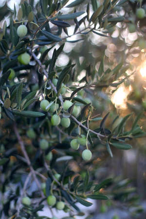 Olive tree illuminated by warm sunlight. Selective focus.