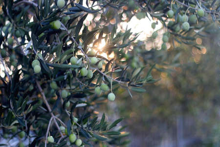 Olive tree illuminated by warm sunlight. Selective focus.の写真素材