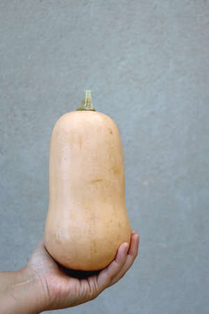 Hand holding butternut squash. Selective focus, grey concrete background.の写真素材