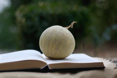 Open book and small pumpkin in a garden. Selective focus.の写真素材