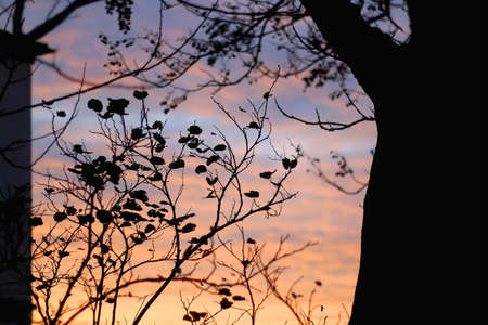Autumn leaves on a tree at sunset. Selective focus.の写真素材