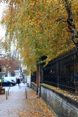 Colorful autumn leaves on the city street. Selective focus.の写真素材