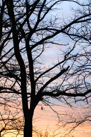 Bare tree at sunset. Selective focus.の写真素材