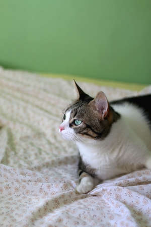 Cute tabby cat lying on a bed. Selective focus.