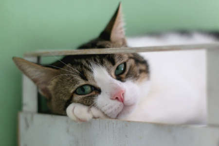 Cute tabby cat lying in white wooden crate. Selective focus.の写真素材