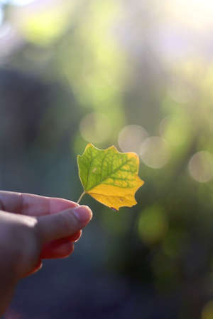 Unrecognizable person holding colorful autumn leaf. Selective focus.