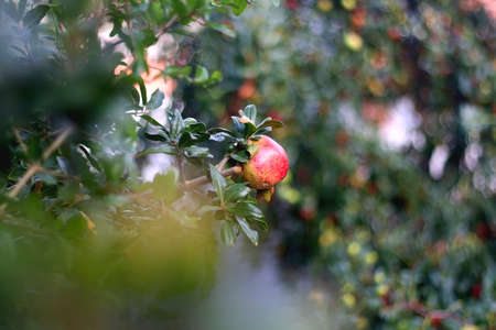 Pomegranates growing on a tree. Selective focus.の写真素材