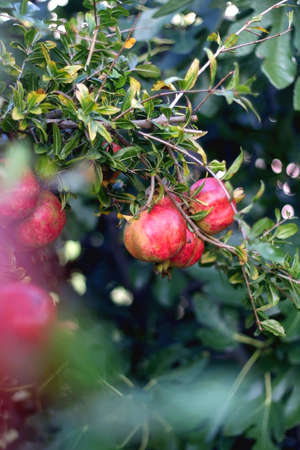 Pomegranates growing on a tree. Selective focus.の写真素材