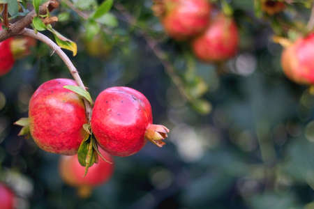 Pomegranates growing on a tree. Selective focus.の写真素材