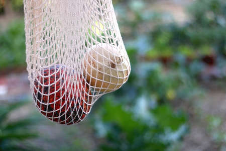 Mesh bag with two different pumpkins, hanging in a garden. Selective focus.